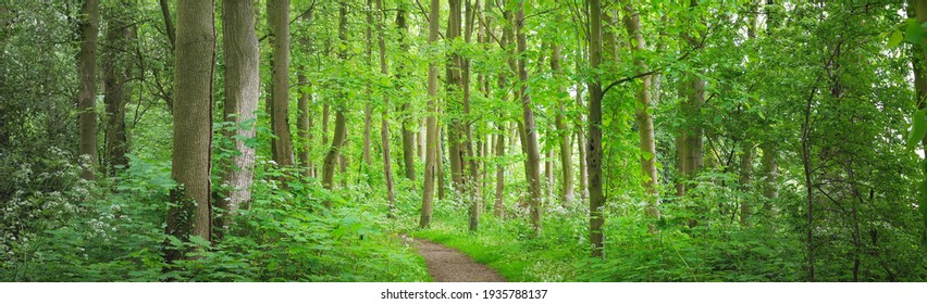 Pathway through the forest park. Blooming wild garlic (Allium ursinum). Stochemhoeve, Leiden, Netherlands. Picturesque panoramic spring scene. Travel destinations, ecotourism, ecology, nature, seasons