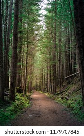 Pathway through the forest in a park near Vancouver in British Columbia