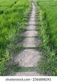 Pathway through Green Paddy field 2 - Shutterstock ID 2366888241