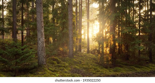 Pathway through the hills of majestic evergreen forest. Mighty pine, spruce trees, moss, plants. Finland. Soft golden sunset light. Idyllic autumn scene. Nature, seasons, environment, ecotourism - Powered by Shutterstock