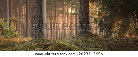 Similar – Image, Stock Photo Forest floor Lichens Pine cones