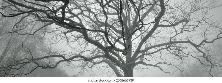 Pathway through the hills of majestic northern forest. Mighty deciduous trees, hoarfrost, first snow, blizzard, fog. Atmospheric landscape. Silence, loneliness concepts. Black and white, monochrome