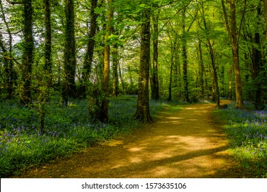 pathway through lush woodland during early spring, dappled light in early morning, with bluebells on each side