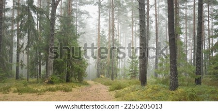 Pathway through the majestic evergreen forest. Mighty pine and spruce trees, moss, fern, plants. Fog. Overcast day. Atmospheric landscape. Nature, environment, ecology. Sweden, Scandinavia