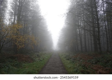 Pathway through a misty forest on a foggy autumn morning, with tall trees fading into the fog. A serene and mysterious atmosphere captures the beauty of nature's quiet moments. - Powered by Shutterstock