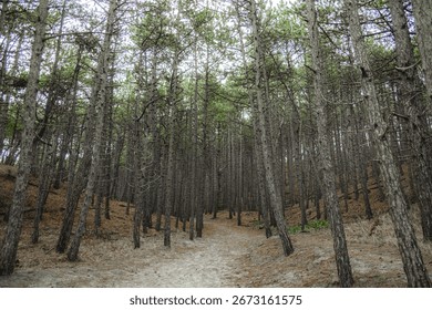 pathway through a pine forest