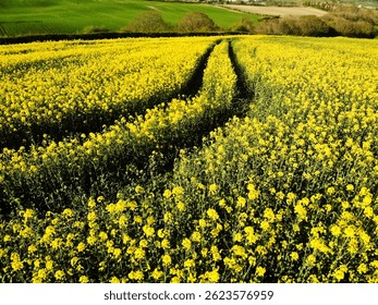 Pathway through rapeseed fields in British countryside wide shot selective focus