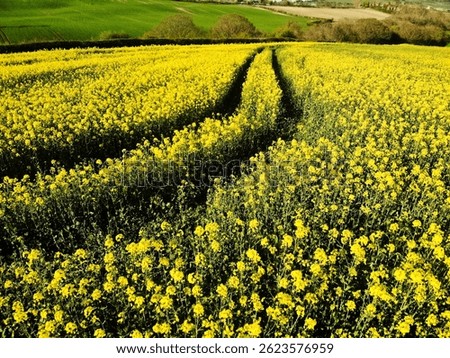 Pathway through rapeseed fields in British countryside wide shot selective focus