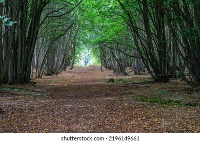 Pathway Through Trees In Rural England