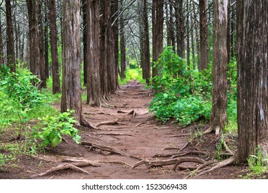 Pathway Through The Understory Of Tall Trees