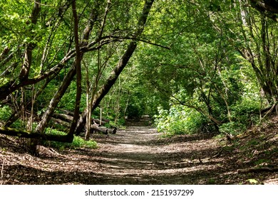 A Pathway Through Woodland In Sussex, With Dappled Sunlight Shining Through The Trees