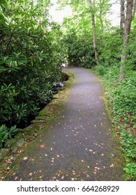 pathway through the woods