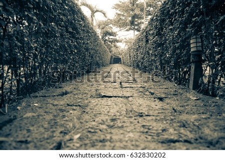 Pathway with tree wall in the garden