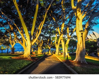 Pathway With Trees In Dawes Point Park, Sydney