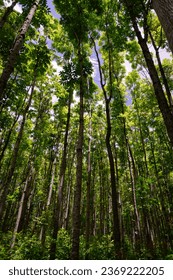 Pathway of the Wai Koa Loop trail or track that leads through plantation of Mahogany trees in Kauai, Hawaii, USA. Mahogany forest on a sunny day