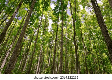 Pathway of the Wai Koa Loop trail or track that leads through plantation of Mahogany trees in Kauai, Hawaii, USA. Mahogany forest on a sunny day