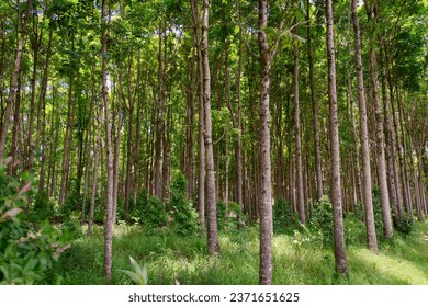 Pathway of the Wai Koa Loop trail or track that leads through plantation of Mahogany trees in Kauai, Hawaii, USA. Mahogany forest on a sunny day