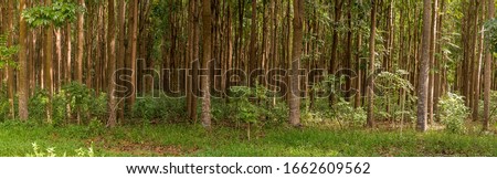 Pathway of the Wai Koa Loop trail or track leads through plantation of Mahogany trees in Kauai, Hawaii, USA