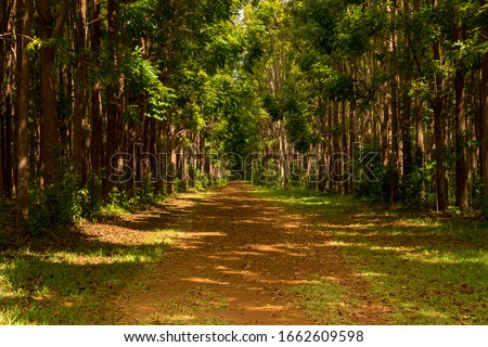 Pathway of the Wai Koa Loop trail or track leads through plantation of Mahogany trees in Kauai, Hawaii, USA