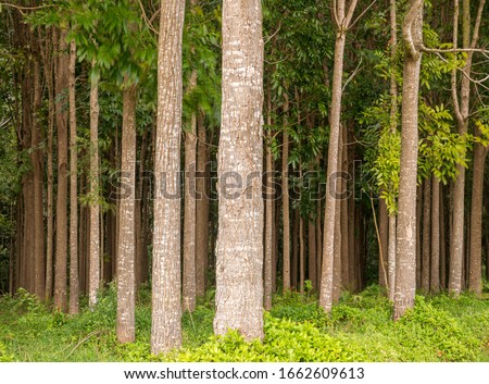Pathway of the Wai Koa Loop trail or track leads through plantation of Mahogany trees in Kauai, Hawaii, USA