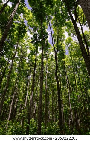 Pathway of the Wai Koa Loop trail or track that leads through plantation of Mahogany trees in Kauai, Hawaii, USA. Mahogany forest on a sunny day