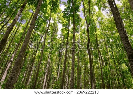 Pathway of the Wai Koa Loop trail or track that leads through plantation of Mahogany trees in Kauai, Hawaii, USA. Mahogany forest on a sunny day