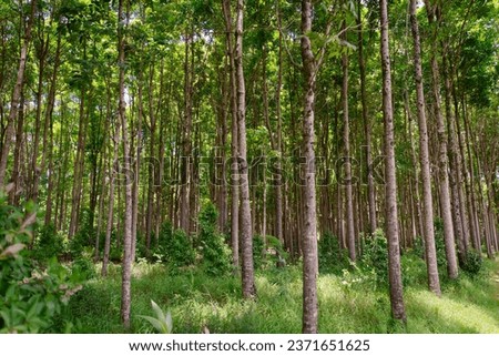 Pathway of the Wai Koa Loop trail or track that leads through plantation of Mahogany trees in Kauai, Hawaii, USA. Mahogany forest on a sunny day