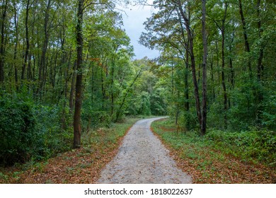 Pathway walking path in forest covered with green and yellow leaves in autumn