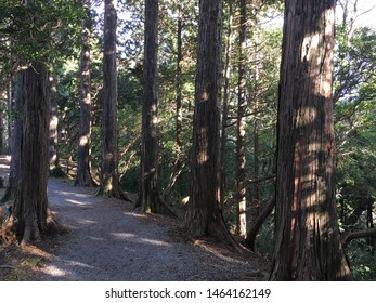 Pathway Way Through Dark Forest