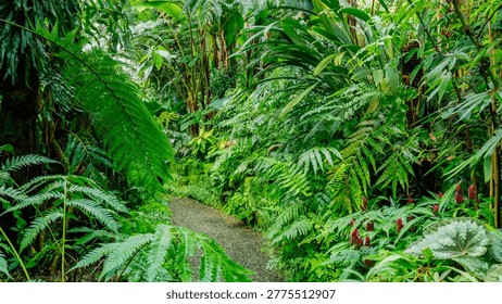 A pathway winds through dense foliage in a tropical rain forest filled with various plants and ferns under bright sunlight.