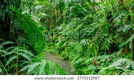 A pathway winds through dense foliage in a tropical rain forest filled with various plants and ferns under bright sunlight.