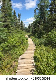 Pathway In The Woods In Labrador, Canada