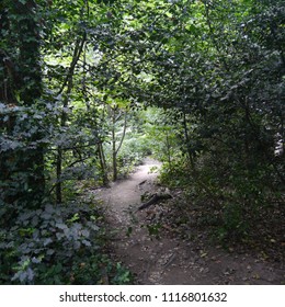 Cruising in the forest