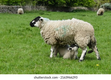 A patient ewe sheep stands patiently whilst her large lamb suckles at her teat. Spring time. Landscape image with othe animals in background. Space for copy. Derbyshire, England. - Shutterstock ID 2163966293
