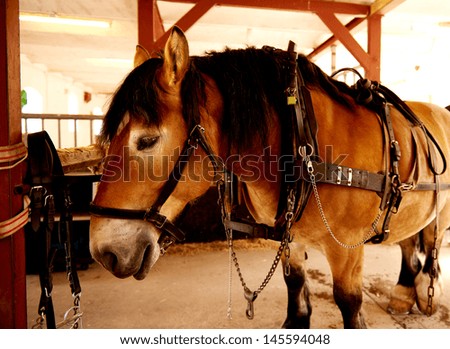 Image, Stock Photo Horse racing with carriage in the fog on the beach