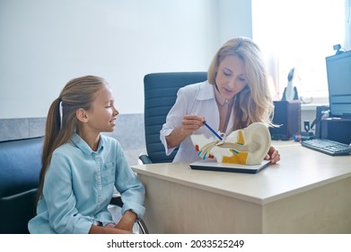 Patient Looking At The Auditory System Demonstration Model During The Consultation