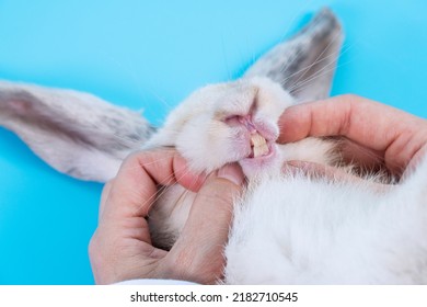 Patient rabbit ears bunny with hands of veterinary scrutiny oral health on table blue background. Hand of doctor open mouth sick white rabbit mammal bunny check up teeth in hospital.Animal health care - Shutterstock ID 2182710545