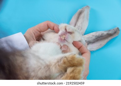 Patient rabbit ears bunny with hands of veterinary scrutiny oral health on table blue background. Hand of doctor open mouth sick white rabbit mammal bunny check up teeth in hospital.Animal health care