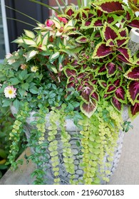 A Patio Planter Filled With Burgundy Red Coleus, Dahlia In The Back, Variegated Impatiens, Maculata Vinca Vine And Creeping Jenny,