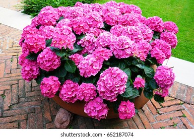 Patio Planter Filled With Pink Hydrangea Flowers In Bloom