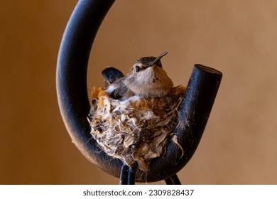 Patio planter hanger hook is home base for female hummingbird and tiny nest in civilization and nature concept - Powered by Shutterstock