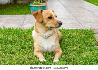 small greek domestic dog