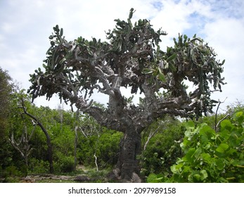 601 Giant tree spikes Images, Stock Photos & Vectors | Shutterstock