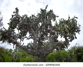 67 Cacti in cuba Images, Stock Photos & Vectors | Shutterstock