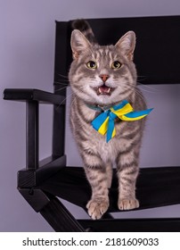 Patriot cat from Ukraine.
Beautiful striped gray cat.
Funny gray cat with expressive eyes and with the Ukrainian flag.
Portrait of a cat from Ukraine. 