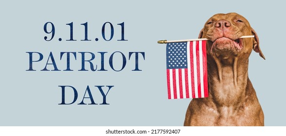 Patriot Day. We Will Never Forget. Adorable Puppy And American Flag. Close-up, Isolated Background. Studio Shot, Day Light