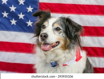 Dog American Flag Images, Stock Photos & Vectors | Shutterstock