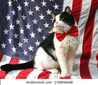 Patriotic Black and White Cat in Front of American Flag