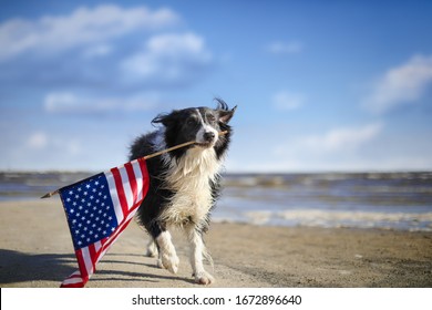 Patriotic border collie dog running along the beach carrying the American flag.