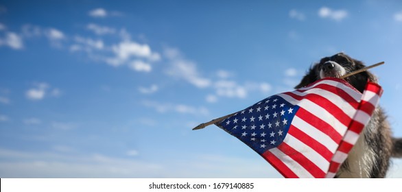 Patriotic border collie dog running along the beach carrying the American flag. - Powered by Shutterstock